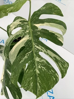 LARGE FORM!! Monstera deliciosa var Borsigiana Variegated Albo Rare Indoor - image 1 of 4