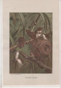ART Print (1885) "HARVEST MOUSE" Chromolithograph Prang - Selmar Hess NY OF3 - Picture 1 of 1