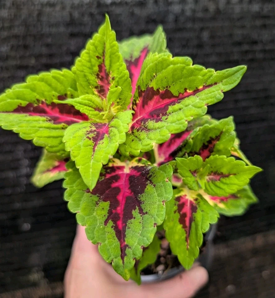 Coleus 'Heartbreaker' 活植物 ROOTED 热粉色 Burgandy 莱姆绿 4 罐 — 第 1/4 张图片