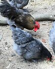 French Blue Copper Marans Hatching Eggs 8+