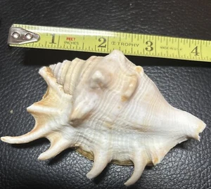 Lambis Lambis Seashells Spider Conch 4” Crafts Decor Shells Free Ship! - Picture 1 of 4