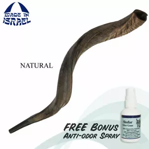 Natural Kosher Yemenite Shofar Kudu Horn 40 "-42" (101-106cm) Antiolor - Imagen 1 de 5