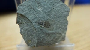 GEOLOGICAL ENTERPRISES Oligocene Fossil Insect Sciomyza manca Colorado Fly - Picture 1 of 3