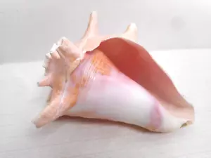 Conch Shell Seashell Pink Center Nautical Beach Ocean Wedding Decor 7 1/2" - Picture 1 of 13