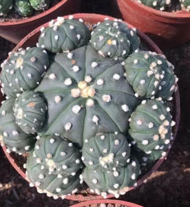 6-8cm Succulent cactus plants Astrophytum asterias Multiple heads Plants - Picture 1 of 8