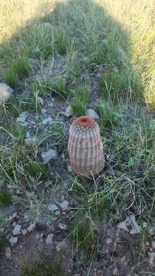 Rainbow Hedgehog Cactus | Echinocerys Rigidissimus v Rubrispinus | Pink Cactuses - Image 1 of 3