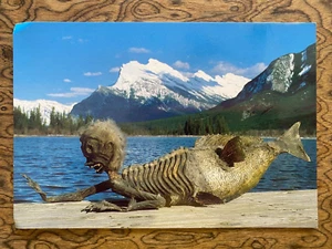 Indian Trading Post Curious Creature Banff Alberta Canada Postcard Unused - Picture 1 of 2