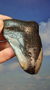 Megalodon Shark Fossil Tooth. 102mm. Boxed. As Shown.  12-15 Million years old. - Picture 1 of 3
