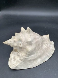 VTG Queen Conch Shell Labatus Gigas 4 1/4”T X 8 1/4”L X 6”D  - Picture 1 of 8