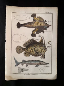 BONNATERRE - STURGEON, MONKFISH - PL.9 FOLIO ORIGINAL FISH PRINT - PRINTED 1788 - Picture 1 of 1