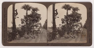 Burma Birmanie Myanmar - STEREO H.C. White Co - Cueillette sur un palmier 1907 - Picture 1 of 1