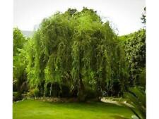 Golden Curls Corkscrew Weeping Willow - Live Plant - Quart Pot