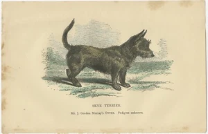 Antique Print of a Skye Terrier Dog - Picture 1 of 1