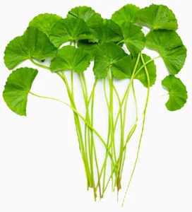 Gotu Kola / Capillas de hierba tigre (centella asiatica) - 100% totalmente sin rellenos - Imagen 1 de 1
