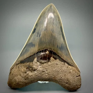 RAZOR SHARP Serrated 4.74" Fossil MEGALODON Tooth - Great Colors Indo Meg - Picture 1 of 12