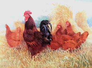 RHODE ISLAND RED COCKEREL+ HENS ON FARMYARD * PRINT OF A PAINTING BY BENINGFIELD - Picture 1 of 2