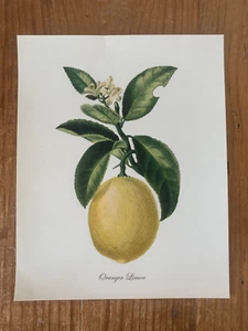 Oranger Limon Botanical Print for Framing - 10 x 7 3/4 in. - Picture 1 of 2