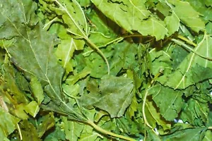 Mulberry Leaves for Shrimp Invertebrates Apple Snails Plecos Ramshorns - Picture 1 of 15