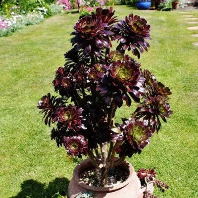 Blackrose suculenta Foto 1 de 4