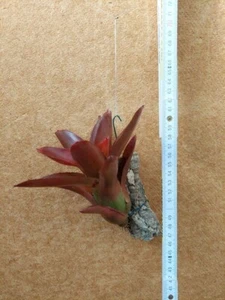 Neoregelia Bob Red ,aufgebunden, Bromelie - Bild 1 von 2