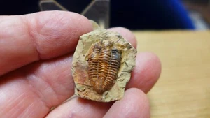GEOLOGICAL ENTERPRISES Devon Fossil Trilobit Ductina vietnamica China B - Bild 1 von 8