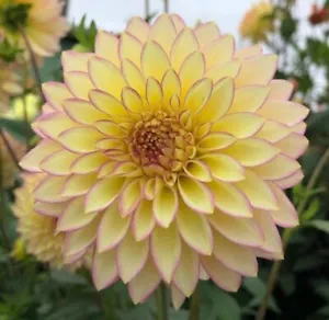 100 Dahlia Flower Seeds Exotic Mix Made in USA Ships from Iowa - Picture 1 of 5