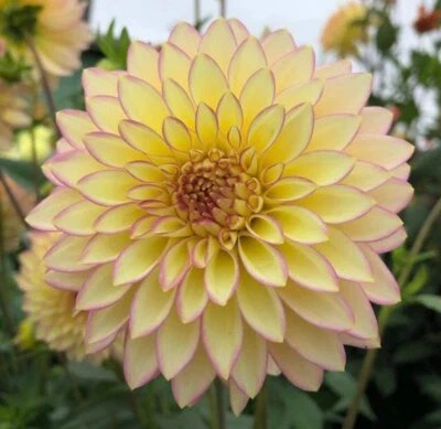 100 Dahlia Flower Seeds Exotic Mix Made in USA Ships from Iowa - Image 1 of 4