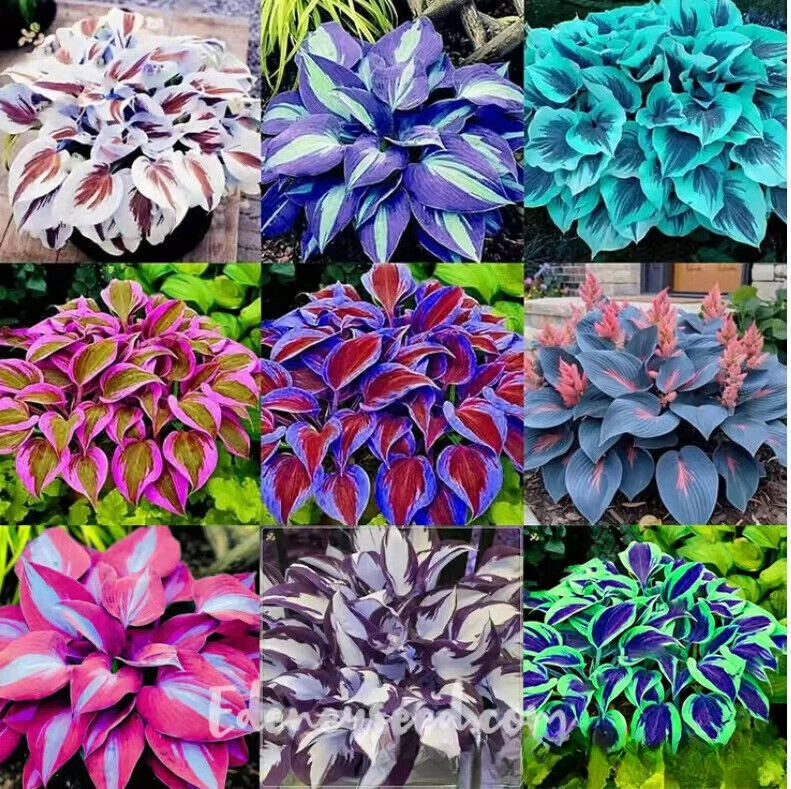 100 Mixed Hosta Plant Seeds Hosta Plantaginea Garden Flowers Perennials UK - Image 1 of 1