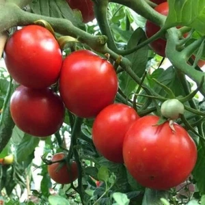 TOMATO SIBERIAN 15/25 seeds COOL CLIMATE OK High Yields Flavoursome * BONUS - Picture 1 of 6