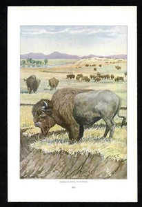 Buffalo American Bison 1916 stampa Louis Agassiz Fuertes, fauna selvatica nordamericana - Foto 1 di 3