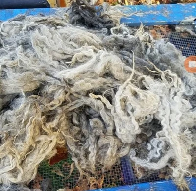 Natural Color Lincoln Raw Fleecw - Image 1 of 4