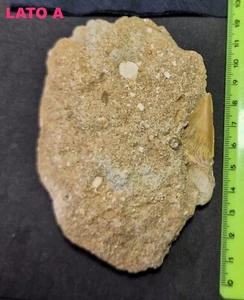 ► OTODUS OBLIQUUS CM 10.98 DENTE SQUALO FOSSILE^ SHARK TOOTH AAAA+ ◄ - Picture 1 of 3
