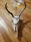 Whitetail Deer Antler Sheds Rack 3 Points Full Skull European Mount Taxidermy