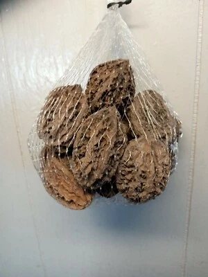 10 Butternut tree seeds (Juglans cinerea) aka White Walnut seeds  Edible - Image 1 of 4