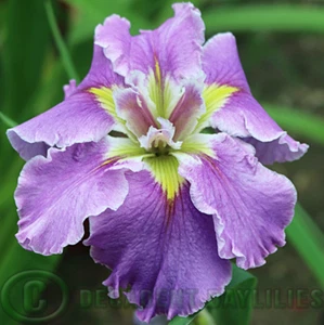 Water Plants Louisiana Iris Oriental Parasol x 1 - Water Iris Perennial Garden - Picture 1 of 1
