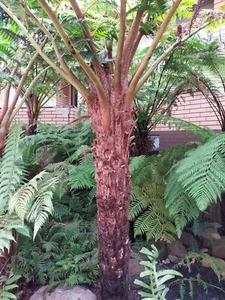 Tree fern spore Little Aussie Larrikin - Picture 1 of 6