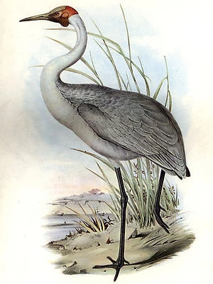 John Gould poster Bird print heron art brolga painting Vintage Old Australia - Image 1 of 4