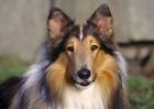 Collie - Lassie Kopf Geschossen Hund Sweet Welpe Tierfreunde Liebe BFF Forever