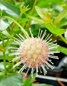 30 SPUTNIK BUTTONBUSH SEEDS - Cephalanthus occidentalis 'Sputnik' - Picture 1 of 4