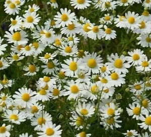 GERMAN CHAMOMILE SEEDS 2000+ fragrant GARDEN annual HERB tea FREE SHIPPING  - Picture 1 of 1