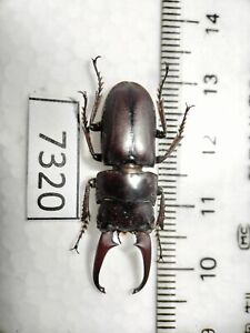 DN7320** Lucanidae from   Northern  Vietnam**