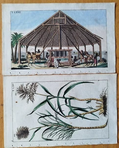 Sugar Cane 2 Prints - Original Engravings Wilhelm Botany - 1800 - Picture 1 of 1