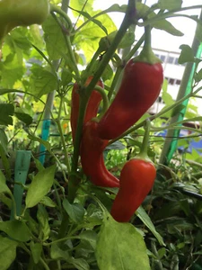 "Rawit" Chili 🌶️ 15+ Samen 🔥scharf🔥 hängende Früchte - Bild 1 von 2