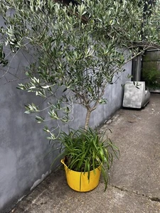 Olive Tree 1.5 -2m - Picture 1 of 3