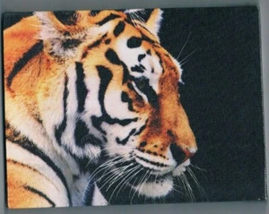 Bengal Tiger Small Stretched Canvas Picture 6x8" (15x20cm) - Picture 1 of 2