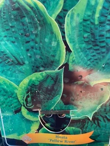 Hosta Yellow River, grande - Imagen 1 de 1