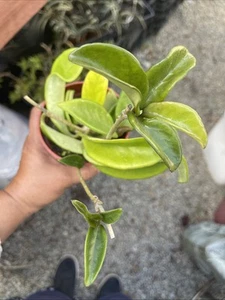 Hoya Carnosa Hybrid - Picture 1 of 3