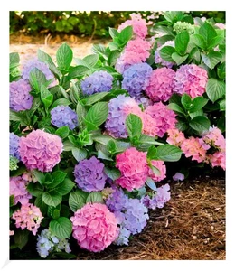 Winterharte Freiland-Hortensie "L.A. Dreamin®" 1 Pflanze Hydrangea - Bild 1 von 8