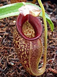 5 SEMILLAS NEPENTHES TALANGENSIS - PLANTA CARNÍVORA - Imagen 1 de 1