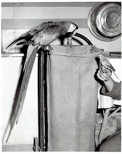 Original Foto Arten Papageienvögel Ara und Sittich posieren zusammen - Bild 1 von 2